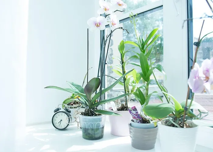 Butas Provence Vilnius